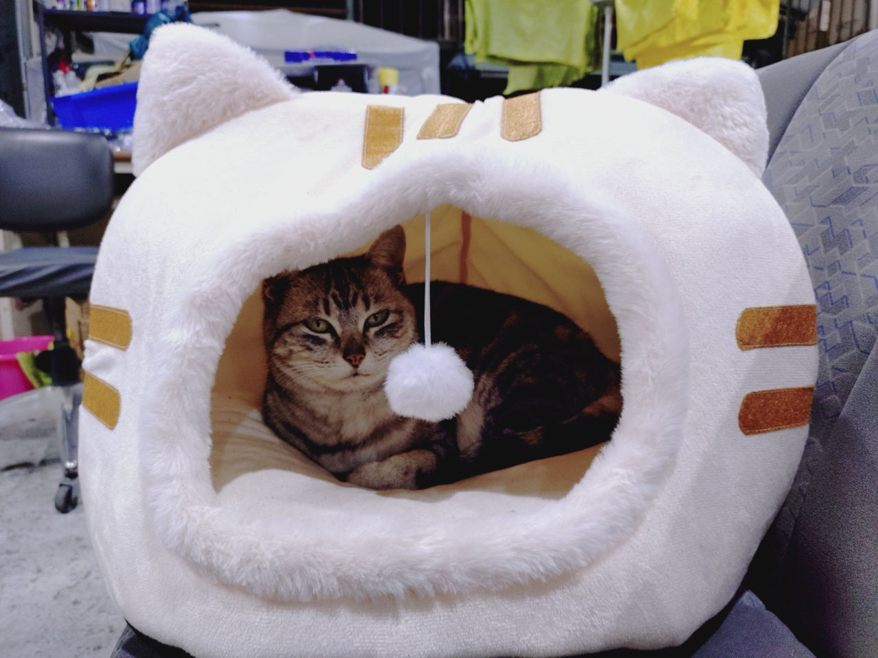 大家さん🐈と寝床